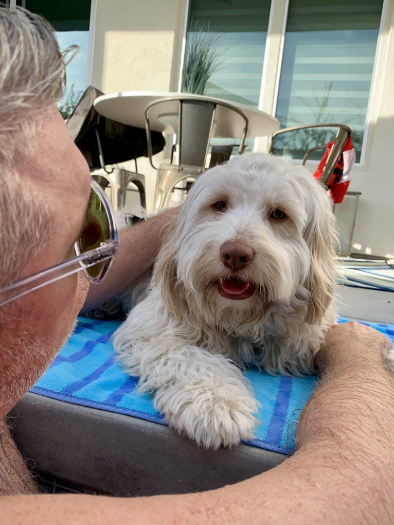 Toby-Joe, a Cocker Spaniel and Bichon Frise mix tested with EmbarkVet.com