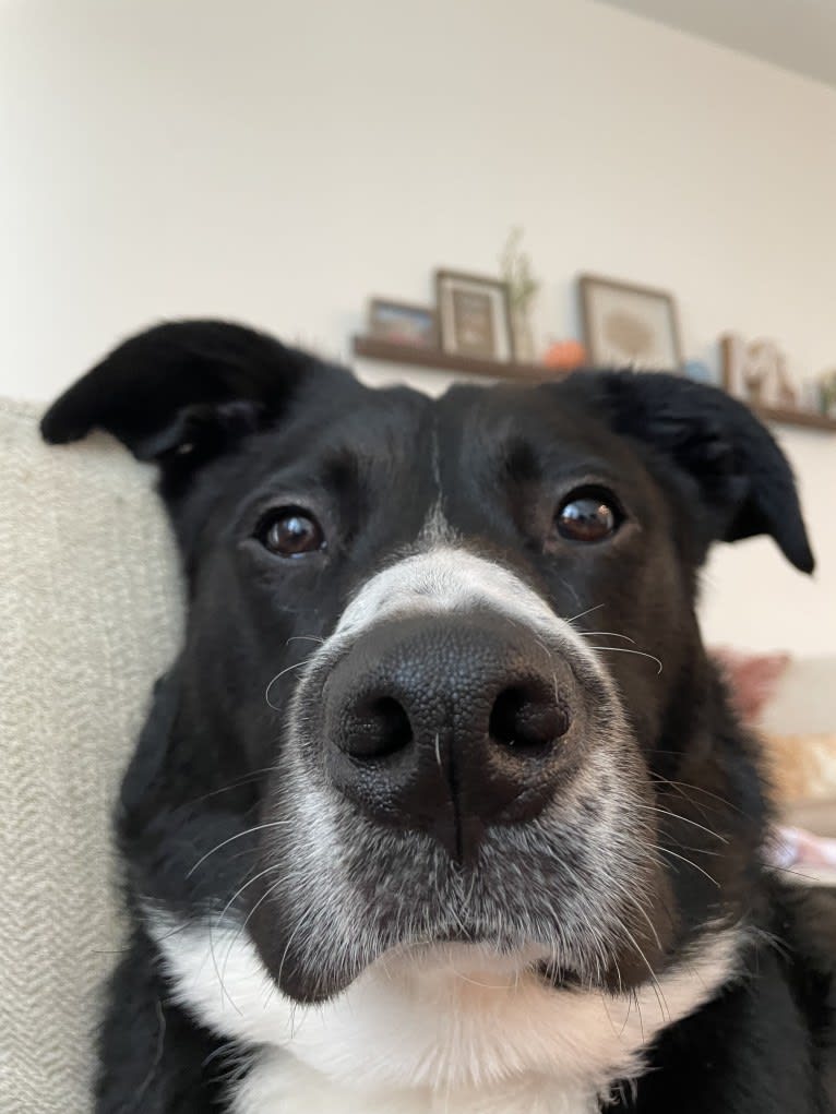 Marlowe Gandalf, a Siberian Husky and Australian Shepherd mix tested with EmbarkVet.com