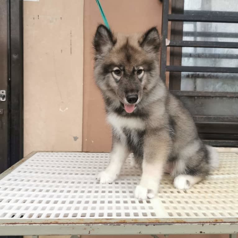 Mira, a Siberian Husky tested with EmbarkVet.com