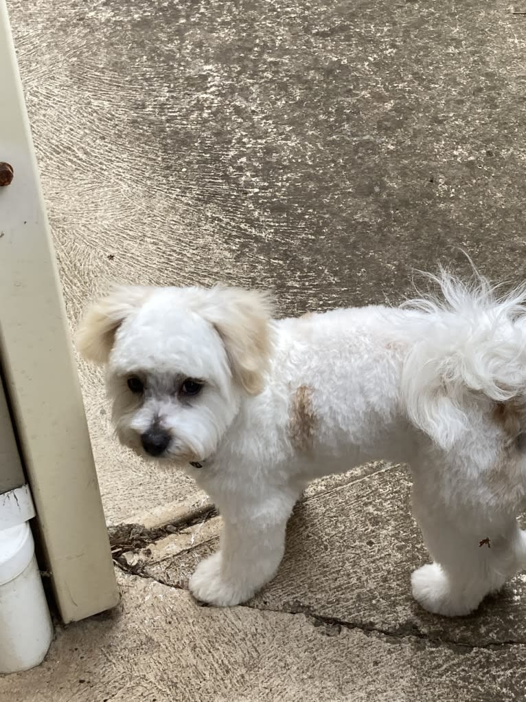 Murphy, a Maltese and Shih Tzu mix tested with EmbarkVet.com