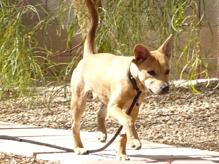 Bean, a Chow Chow and Chihuahua mix tested with EmbarkVet.com