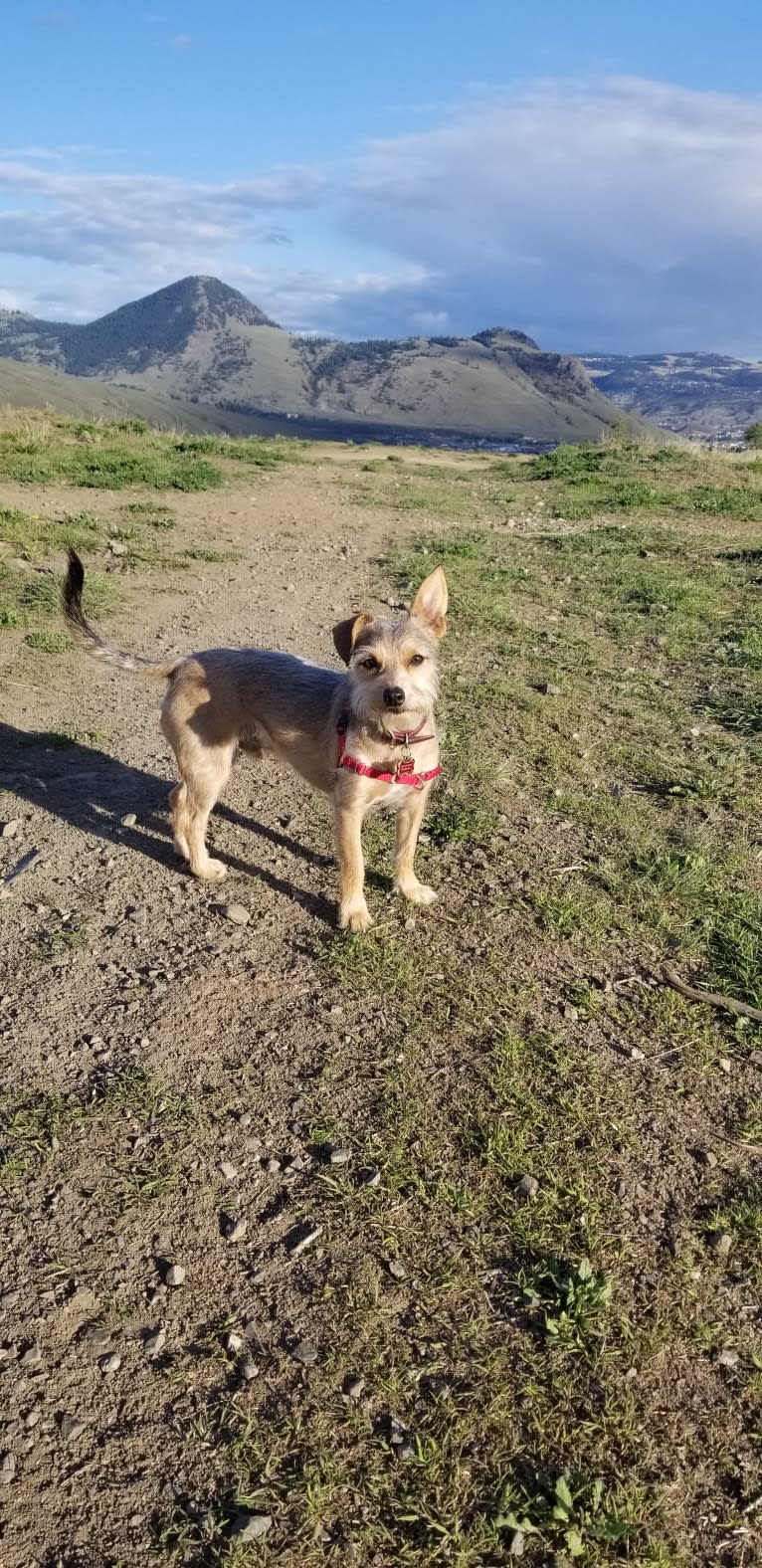 Diego, a Miniature Schnauzer and Chihuahua mix tested with EmbarkVet.com