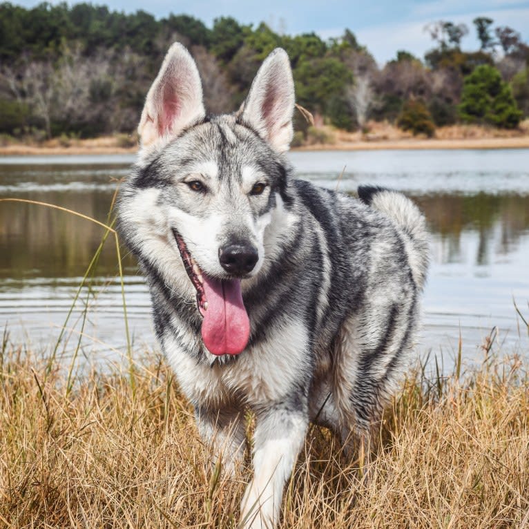 Adonis, a German Shepherd Dog and Siberian Husky mix tested with EmbarkVet.com