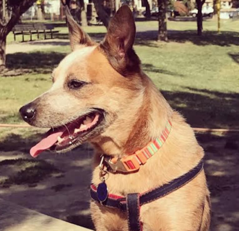 Joliet, an Australian Cattle Dog tested with EmbarkVet.com