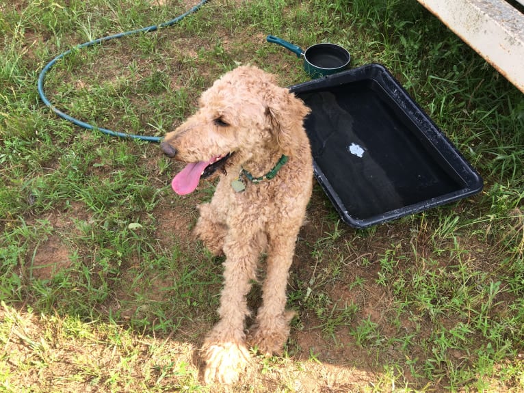 Apollo, a Poodle (Standard) tested with EmbarkVet.com