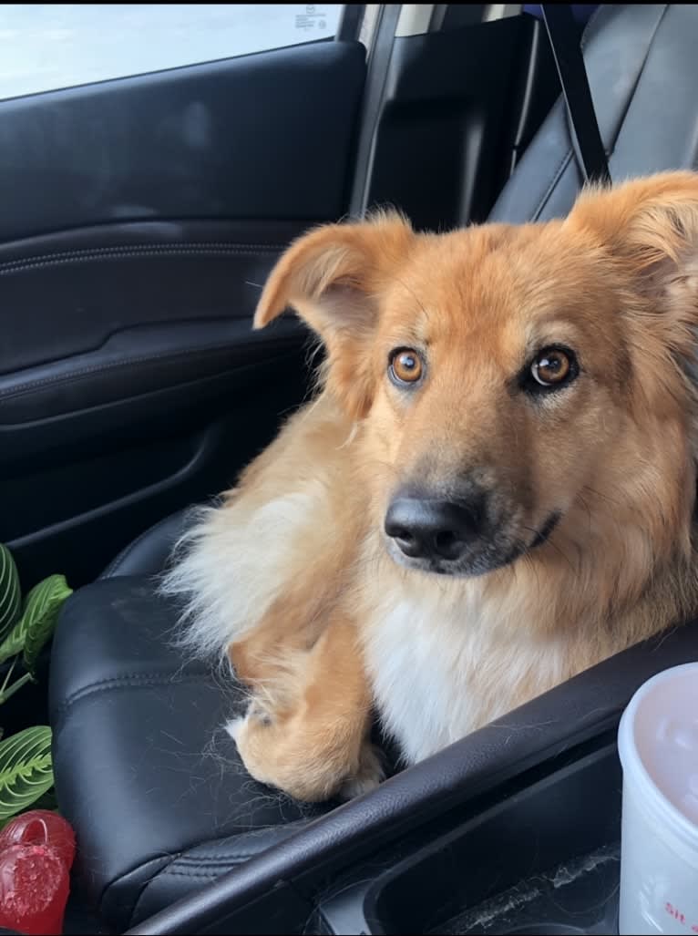 Sage, a German Shepherd Dog and Australian Shepherd mix tested with EmbarkVet.com