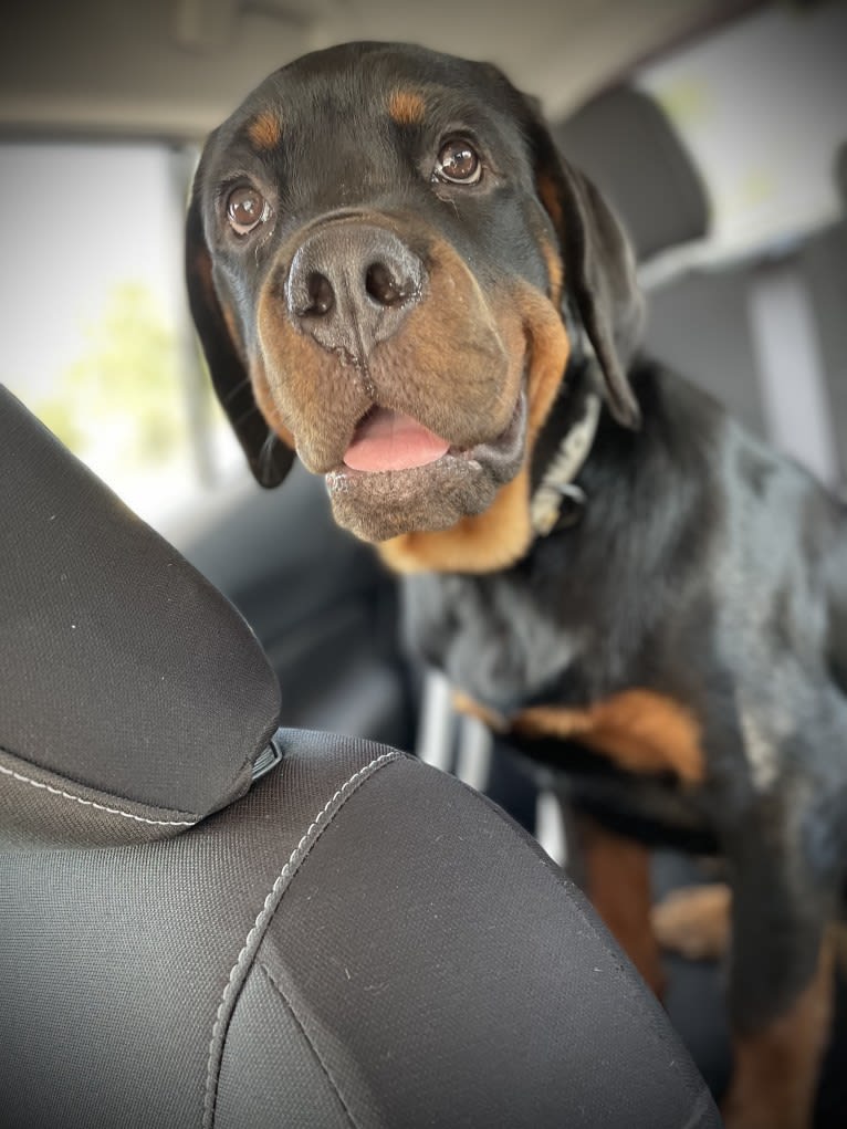 Chompy, a Rottweiler tested with EmbarkVet.com