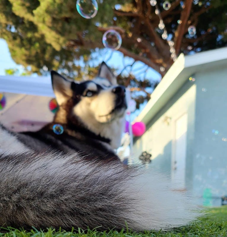 Teyla, a Siberian Husky tested with EmbarkVet.com