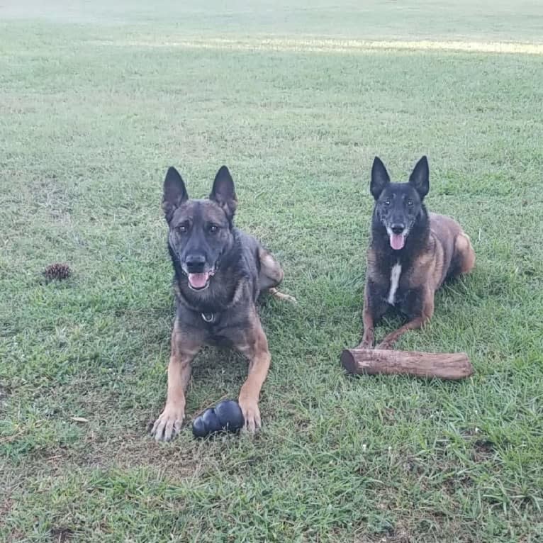 Jagger, a Belgian Malinois and German Shepherd Dog mix tested with EmbarkVet.com