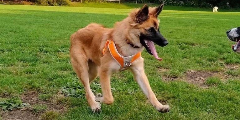 Linda, an Arabian Village Dog and German Shepherd Dog mix tested with EmbarkVet.com