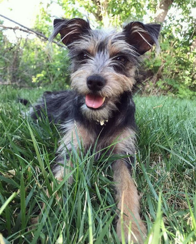 Mini schnauzer hotsell rat terrier mix