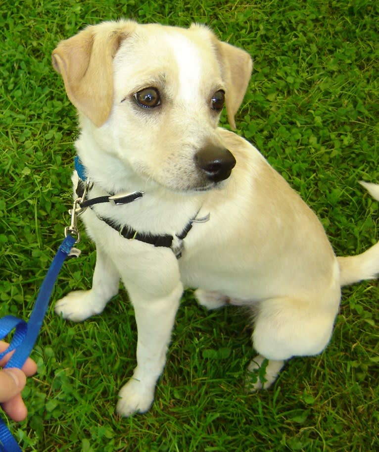 Nicco, a Russell-type Terrier and Bichon Frise mix tested with EmbarkVet.com