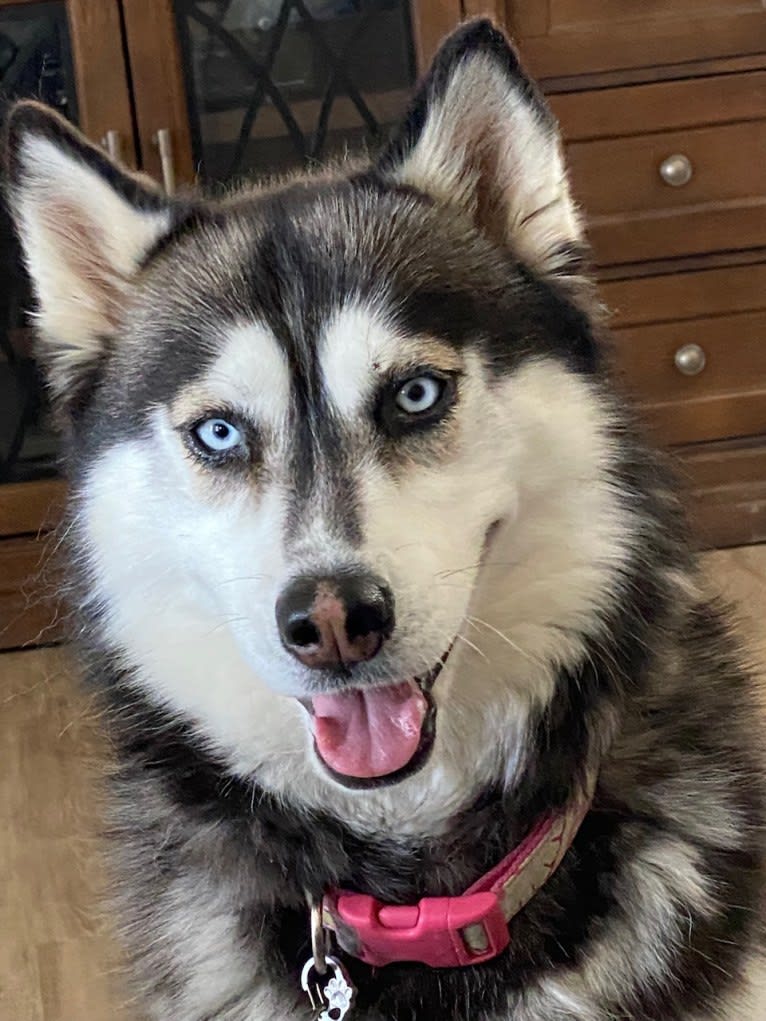 Shasta, a Siberian Husky tested with EmbarkVet.com