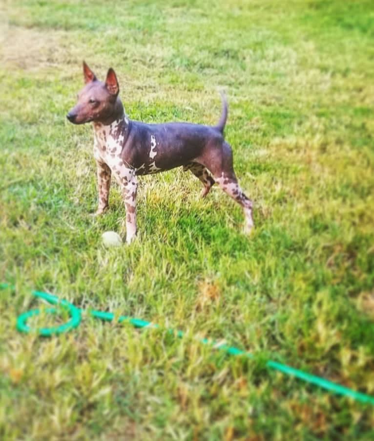 Netflix, an American Hairless Terrier tested with EmbarkVet.com