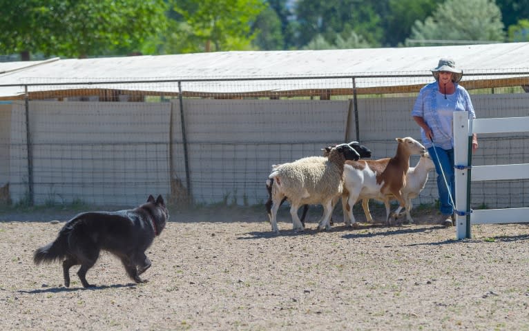 Baku, a Belgian Shepherd tested with EmbarkVet.com