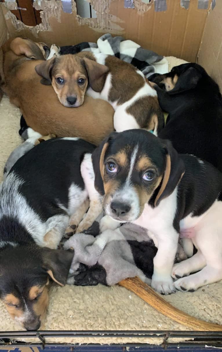 Bandit, a Treeing Walker Coonhound and Beagle mix tested with EmbarkVet.com