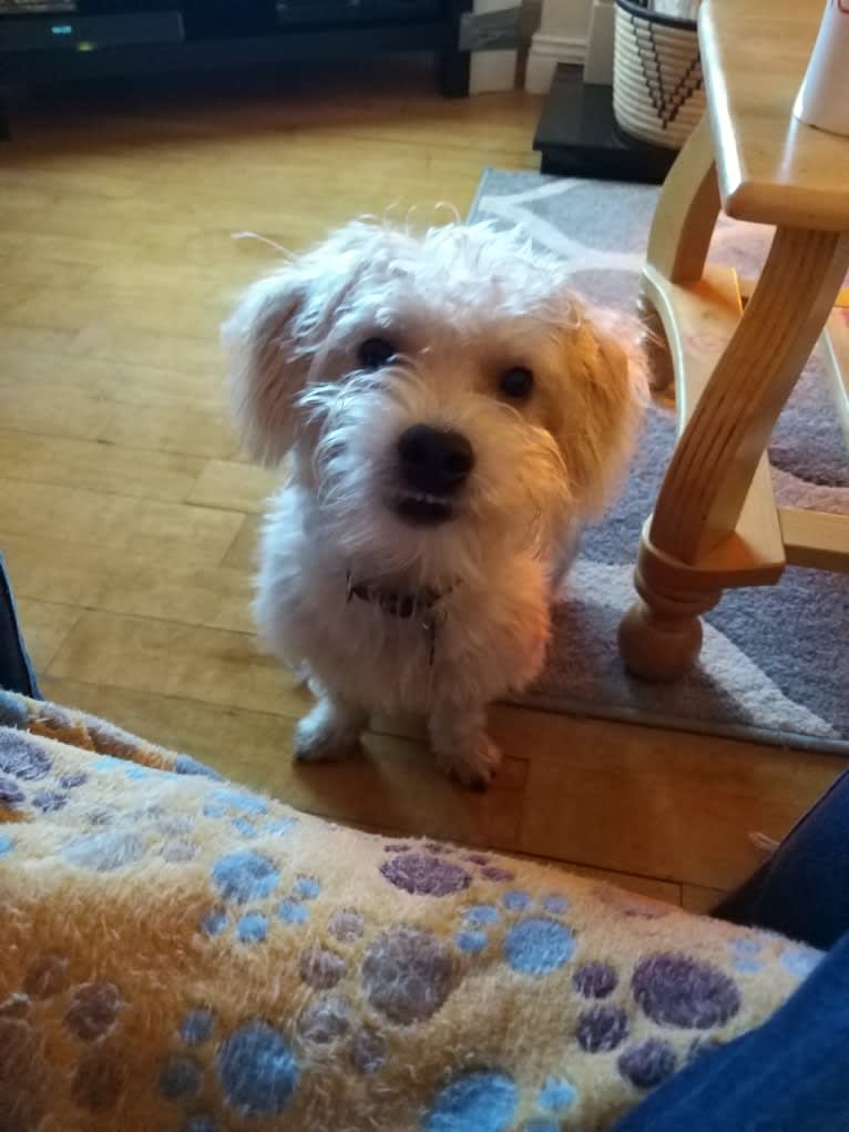 Scruffy Murphy, a Russell-type Terrier and Bichon Frise mix tested with EmbarkVet.com