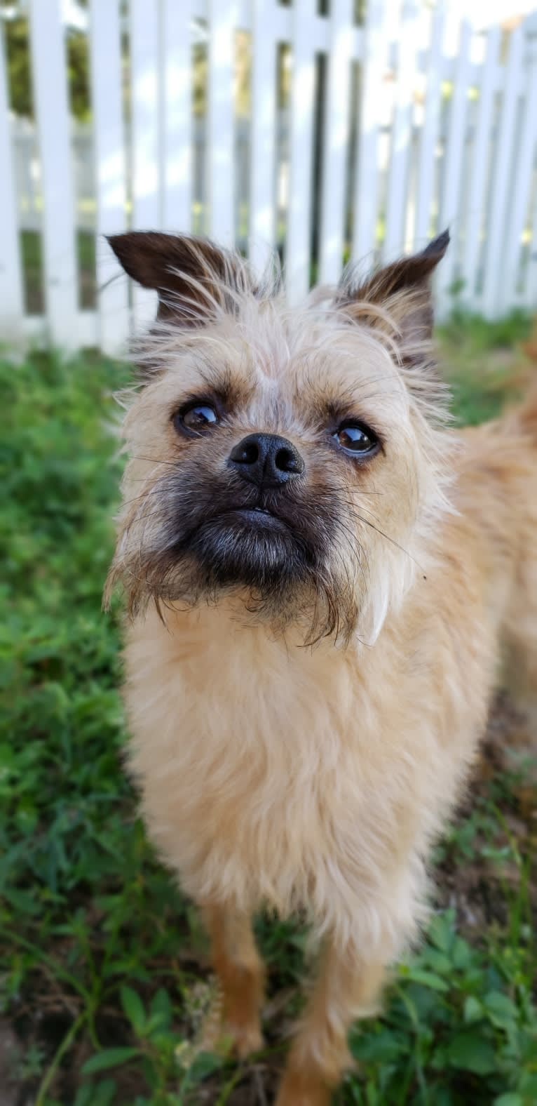 Reese, a Brussels Griffon and Poodle (Small) mix tested with EmbarkVet.com