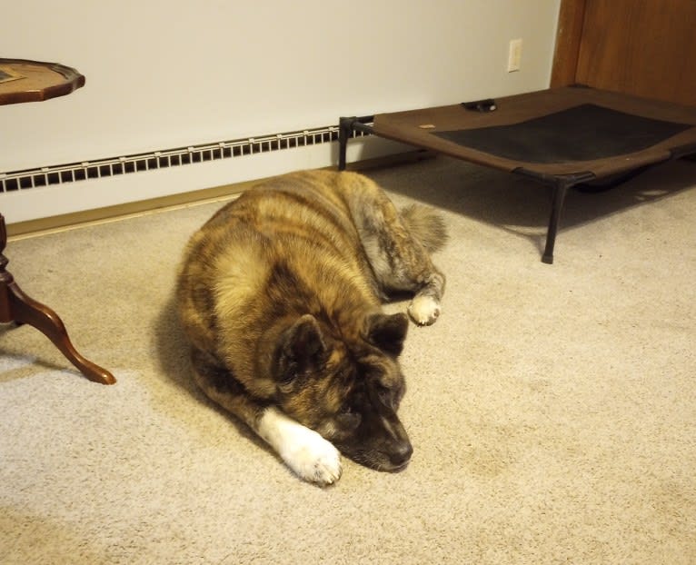 Peace, an Akita tested with EmbarkVet.com