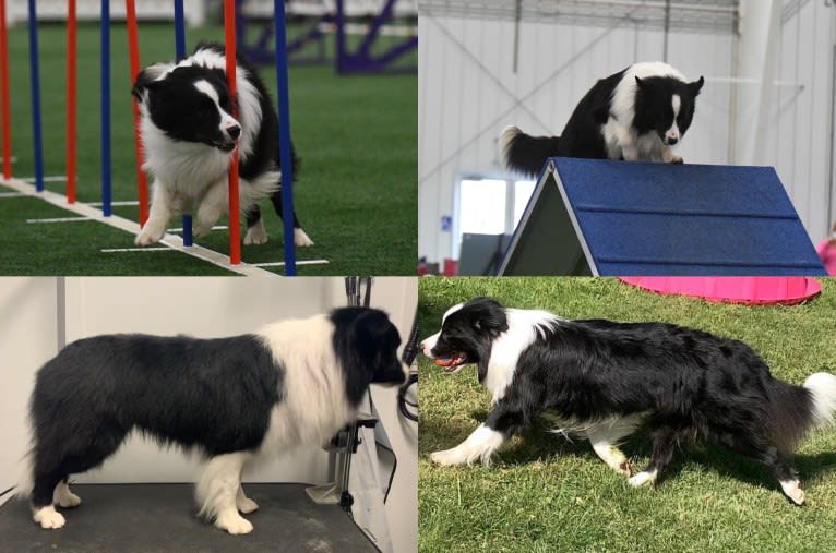 Bohdi, a Border Collie tested with EmbarkVet.com