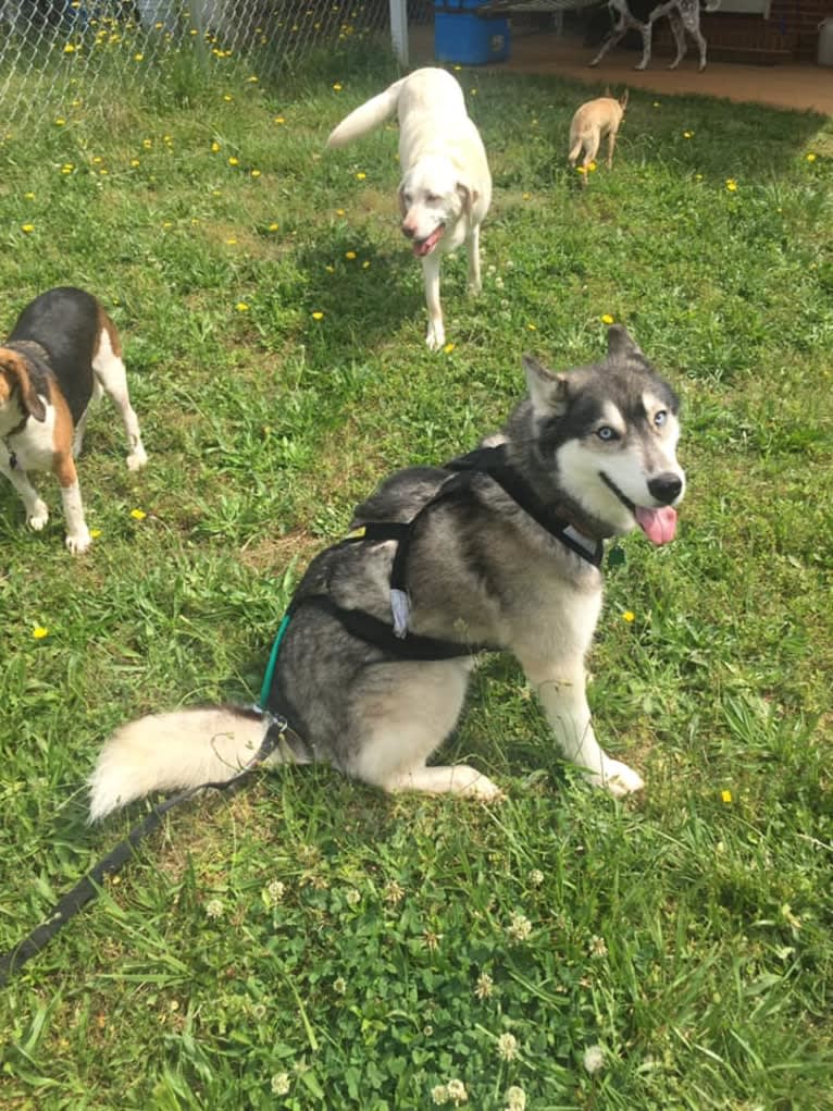 Flower, a Siberian Husky tested with EmbarkVet.com