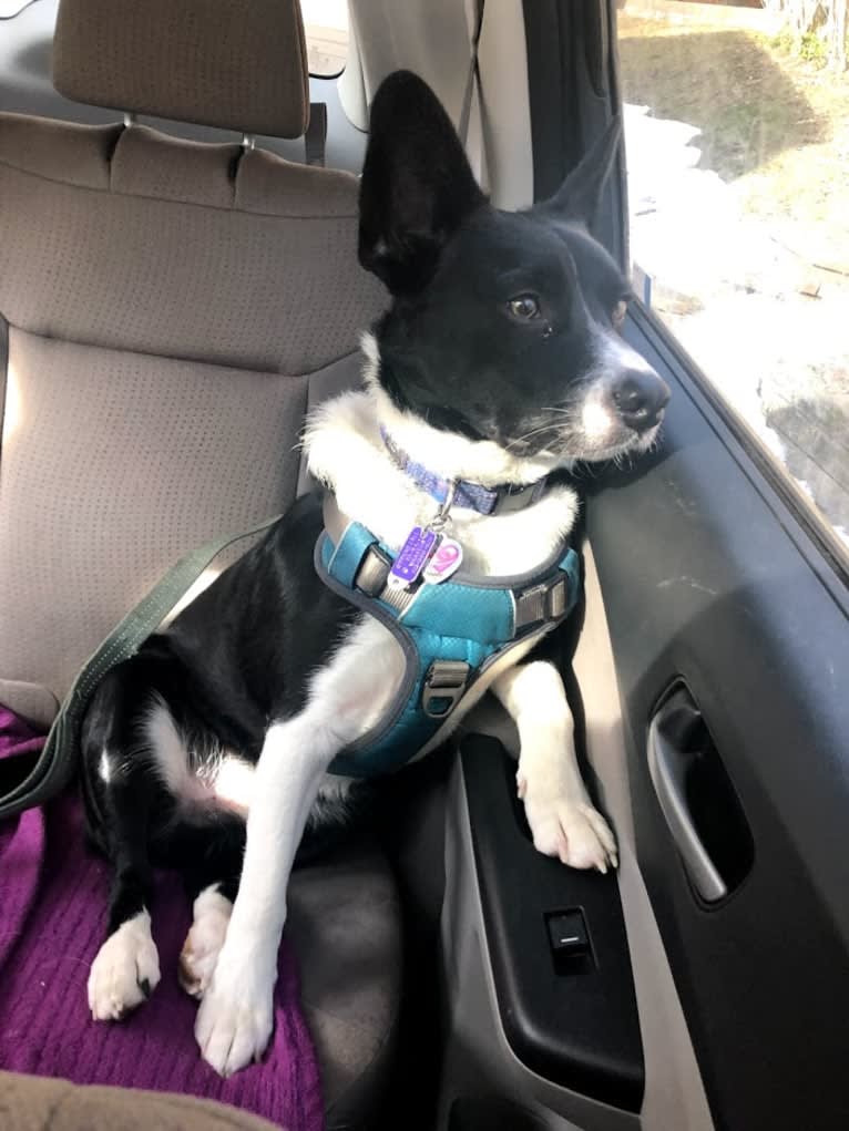 Newt, an Australian Cattle Dog and Border Collie mix tested with EmbarkVet.com