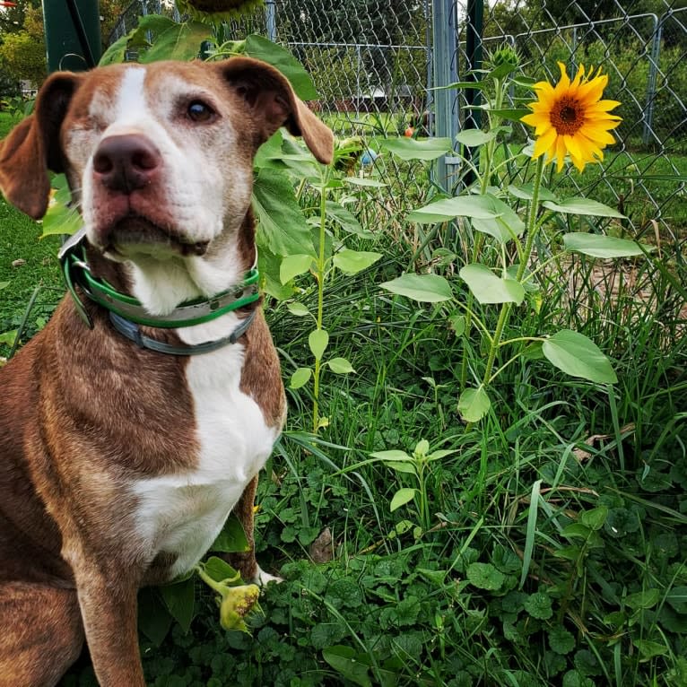 Josie, an American Pit Bull Terrier and English Springer Spaniel mix tested with EmbarkVet.com