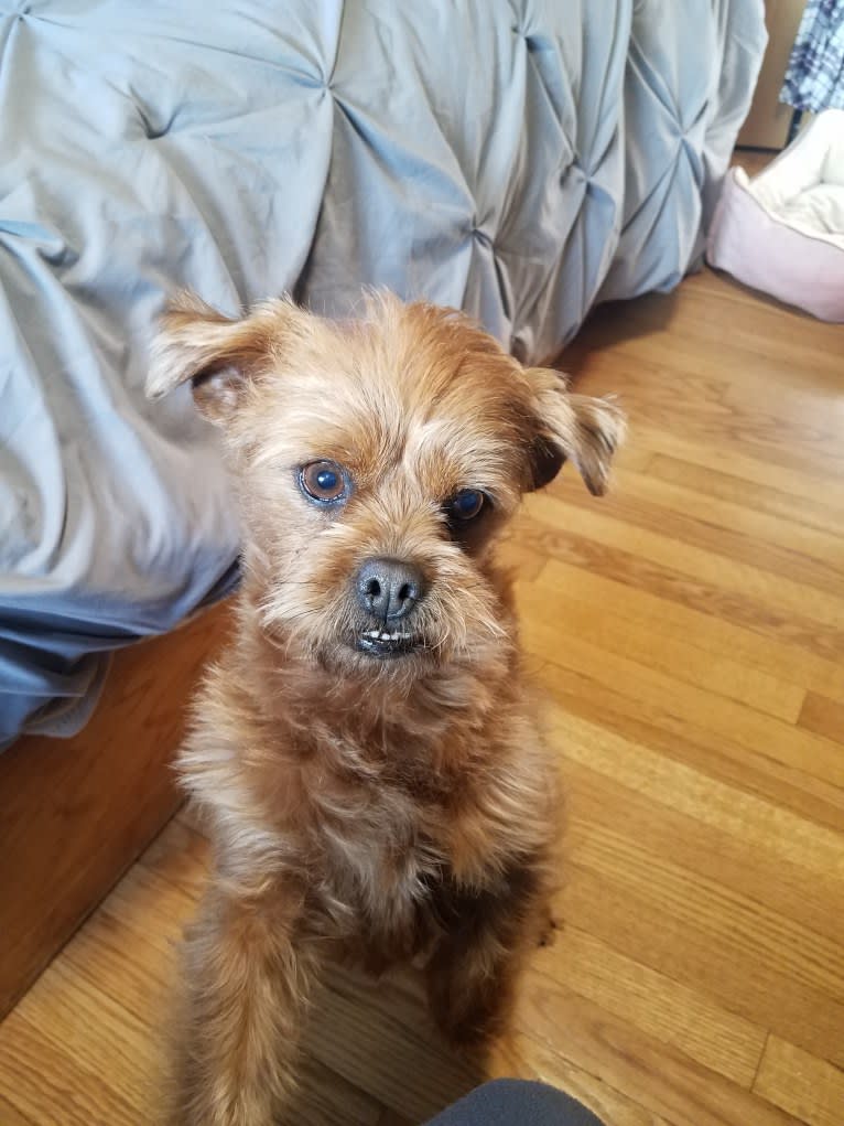 Shih tzu mini pinscher mix clearance