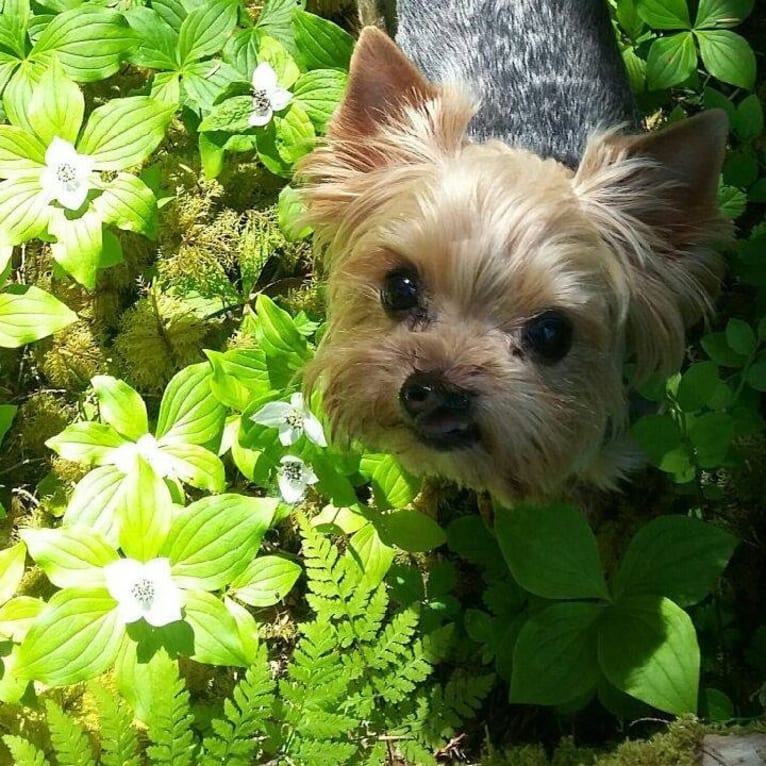 Bea, a Yorkshire Terrier tested with EmbarkVet.com