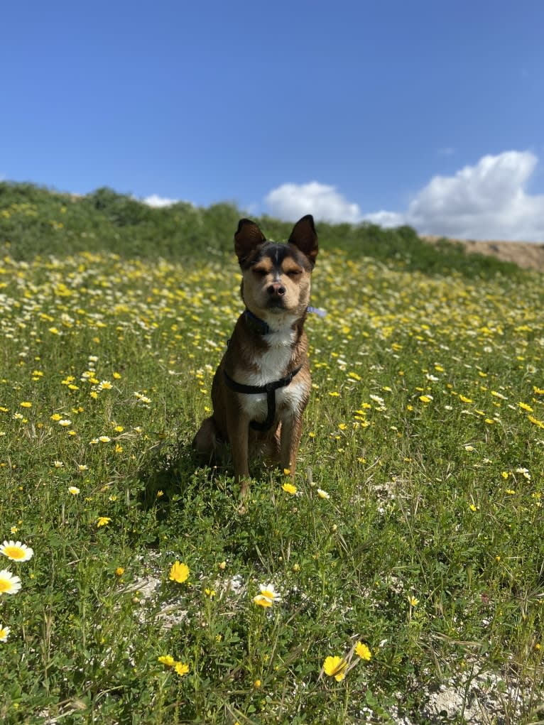 Kayna, a Rottweiler and Chow Chow mix tested with EmbarkVet.com