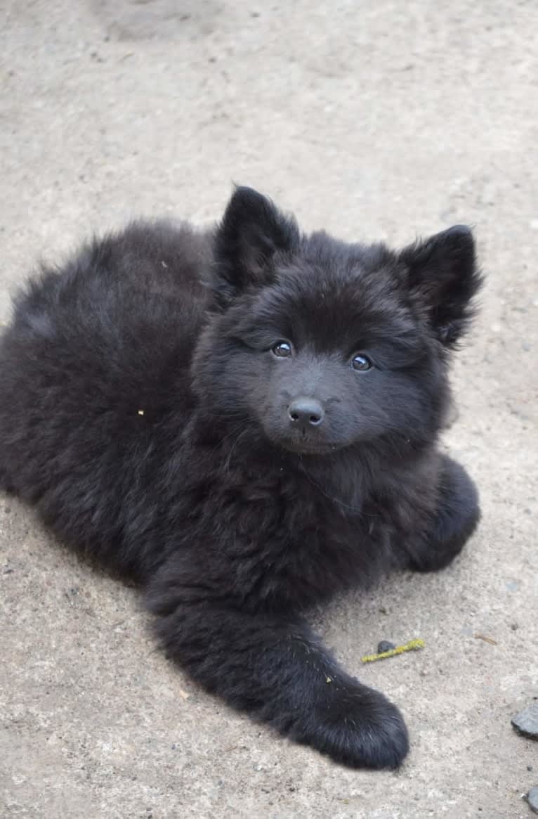 Herding Instinct's Vild och Vacker, a Swedish Lapphund tested with EmbarkVet.com