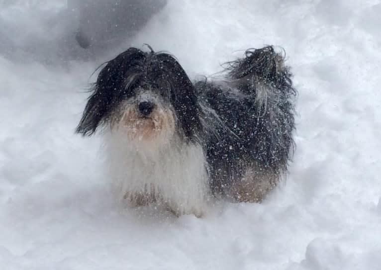 Phoenix, a Coton de Tulear tested with EmbarkVet.com