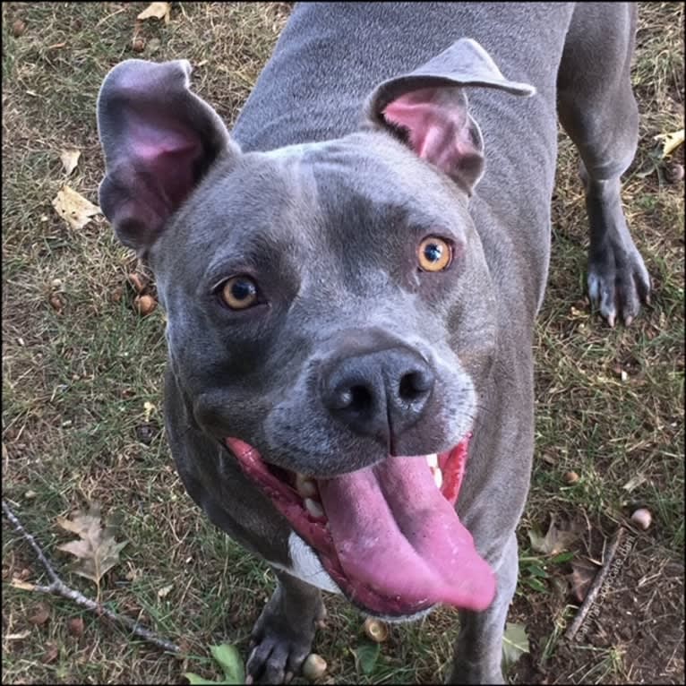 Wallace, a Staffordshire Terrier tested with EmbarkVet.com