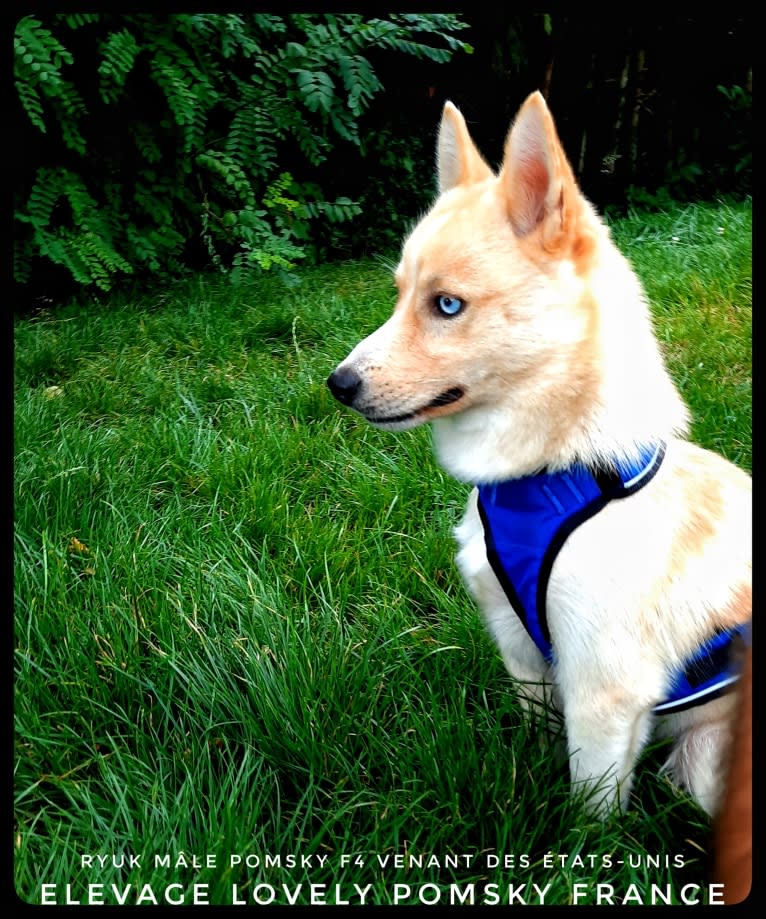 Ryuk, a Pomsky tested with EmbarkVet.com