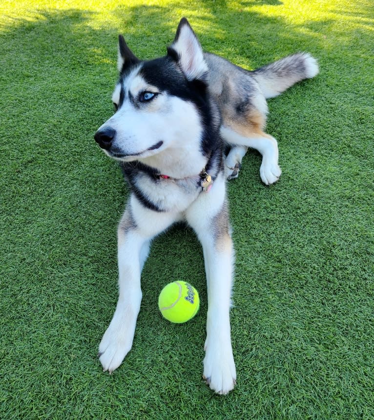 Teyla, a Siberian Husky tested with EmbarkVet.com