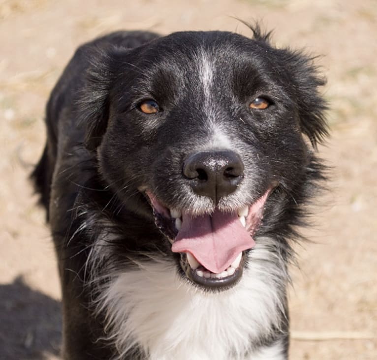 Tux, a Border Collie and Whippet mix tested with EmbarkVet.com