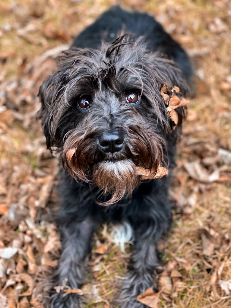 Poppy, a Miniature Schnauzer tested with EmbarkVet.com