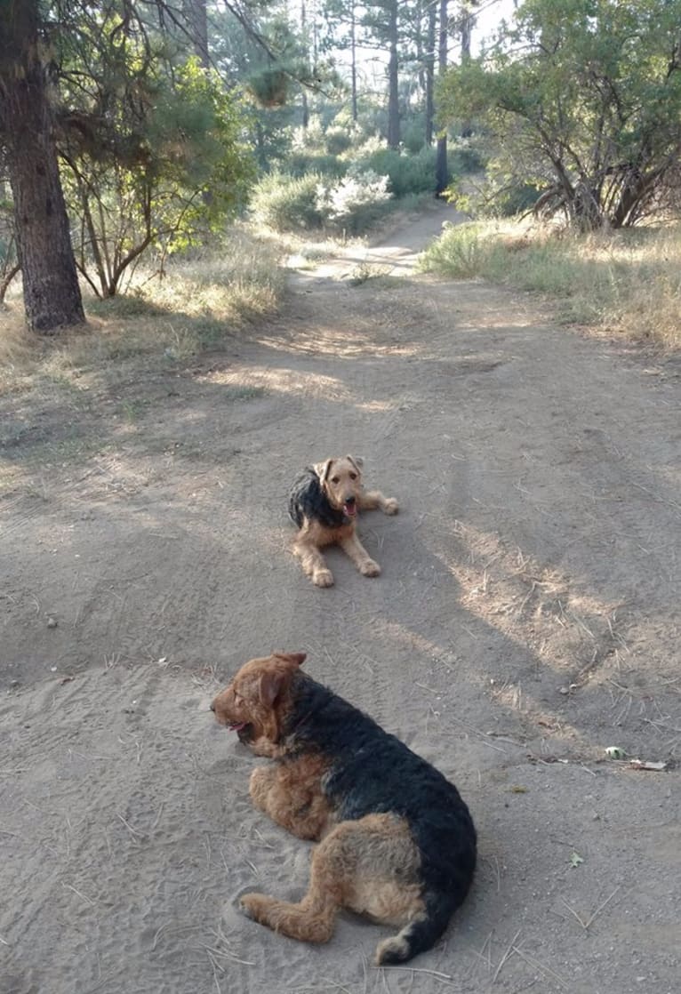 Kratos, an Airedale Terrier tested with EmbarkVet.com