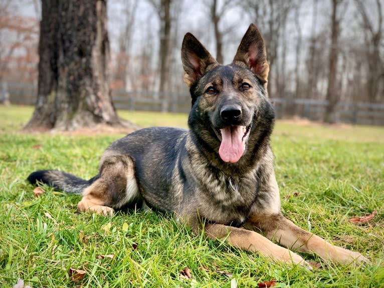 Barra, a German Shepherd Dog tested with EmbarkVet.com