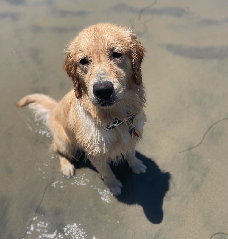 Selene, a Golden Retriever tested with EmbarkVet.com