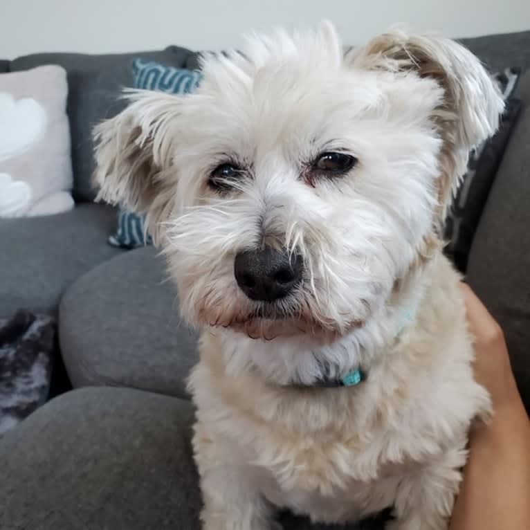 Mr. Simi, an American Eskimo Dog and Poodle (Small) mix tested with EmbarkVet.com