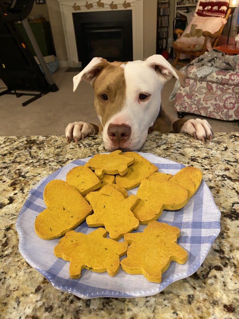 Bunny Pit Bull, an American Pit Bull Terrier tested with EmbarkVet.com