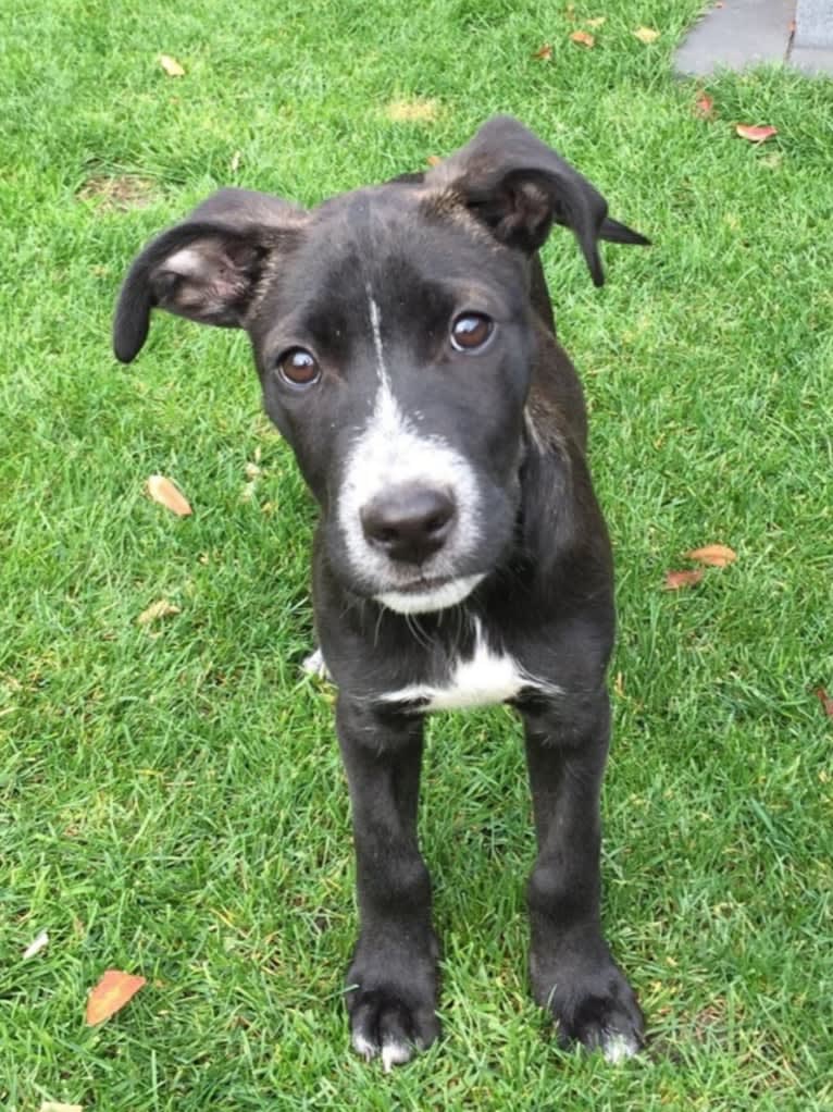 Joey, an American Pit Bull Terrier and German Shepherd Dog mix tested with EmbarkVet.com