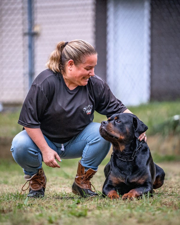 Kratos Raiju, a Rottweiler tested with EmbarkVet.com