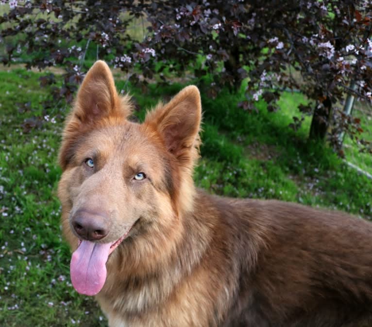 Bocephus, a German Shepherd Dog tested with EmbarkVet.com