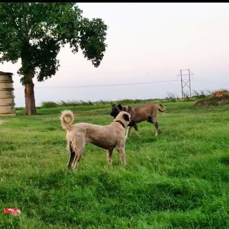 Ziva the Diva, an Anatolian Shepherd Dog tested with EmbarkVet.com