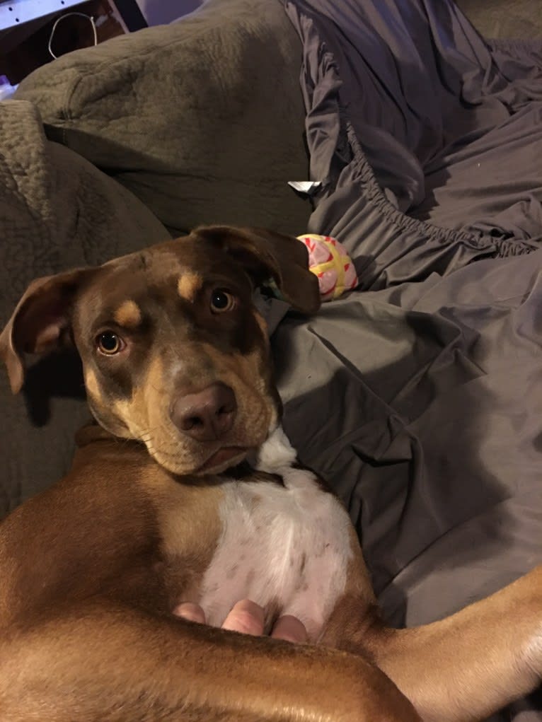 Beach's Dorie Jade, a Catahoula Leopard Dog tested with EmbarkVet.com