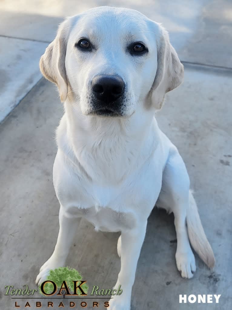 Honey, a Labrador Retriever tested with EmbarkVet.com