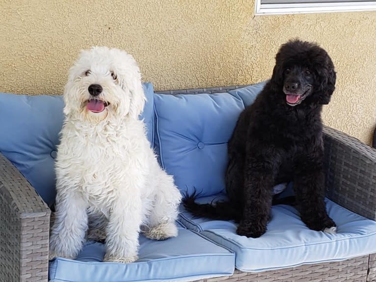 Qoya, a Portuguese Water Dog tested with EmbarkVet.com