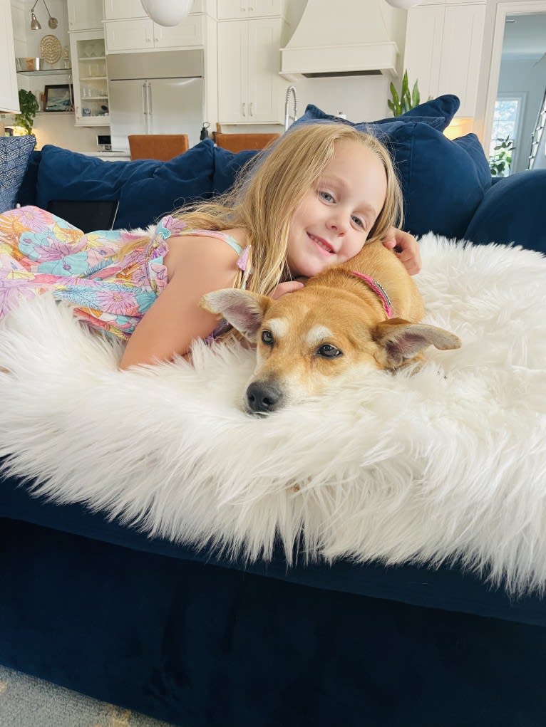 Bunny, a Rat Terrier and Labrador Retriever mix tested with EmbarkVet.com